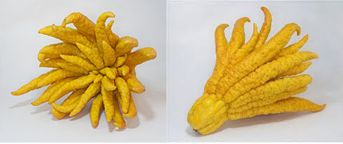 Buddhas Hand For Breakfast?
